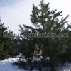 сосна крымская